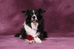 liegender Border Collie