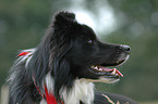 Border Collie Portrait