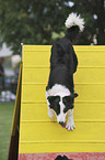 Border Collie beim Agility