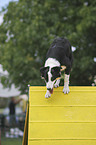 Border Collie beim Agility