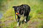 spielender Border Collie