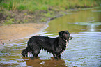 badender Border Collie