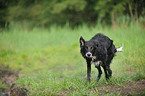 Border Collie schttelt sich