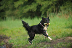 spielender Border Collie