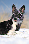 Border Collie Portrait