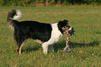 apportierender Border Collie