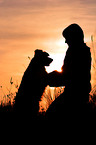 Mensch und Border Collie