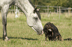 Pferd und Hund