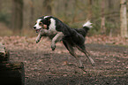 springender Border Collie