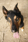 sitzender Border Collie