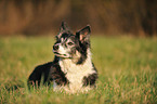 liegender Border Collie