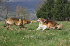 spielende Hunde