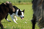 Border Collie htet Schafe