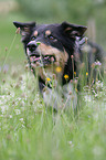 spielender Border Collie