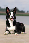 liegender Border Collie