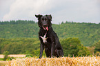 sitzender Border Collie