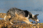 spielender Border Collie