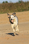 spielender Border Collie