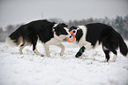 2 Border Collies