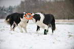 2 Border Collies