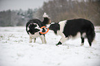 2 Border Collies