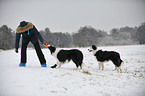 2 Border Collies