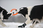 2 Border Collies