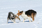 2 spielende Hunde im Schnee