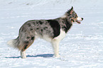 stehender Border Collie