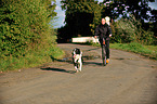 Border Collie am Rad