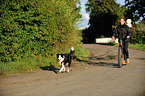 Border Collie am Rad