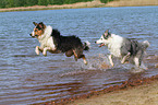 2 im Wasser spielende Hunde