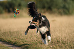 spielender Border Collie