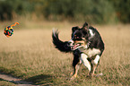 spielender Border Collie