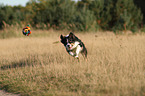 spielender Border Collie