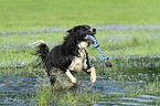 spielender Border Collie