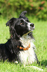 liegender Border Collie