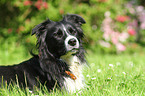 Border Collie Portrait