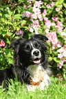 Border Collie Portrait