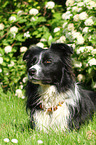 liegender Border Collie