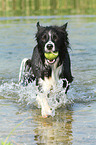 spielender Border Collie