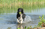 spielender Border Collie