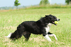 spielender Border Collie