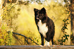 stehender Border Collie