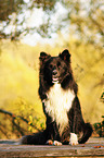 sitzender Border Collie