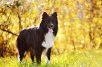 stehender Border Collie