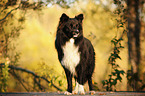 stehender Border Collie