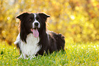 liegender Border Collie