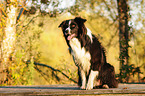 sitzender Border Collie