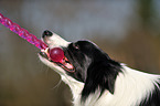 Border Collie Portrait